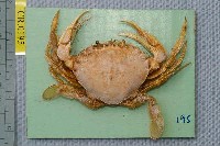 藏品(細點圓趾蟹)的圖片